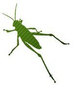 Grasshopper